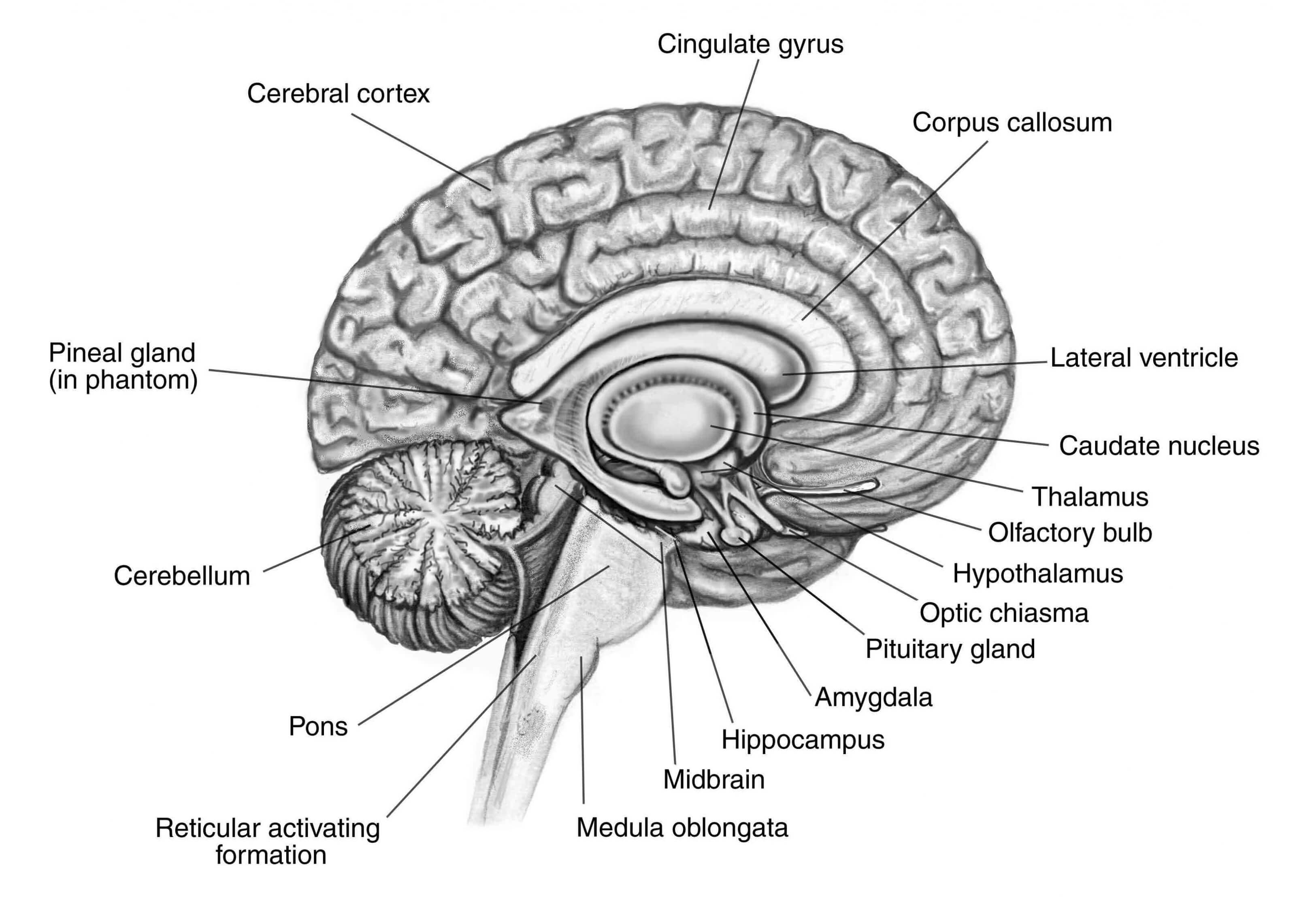 Diagram of one half of the human brain with parts labelled